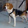 Did You Lose Your Adorable Beagle In DUMBO?